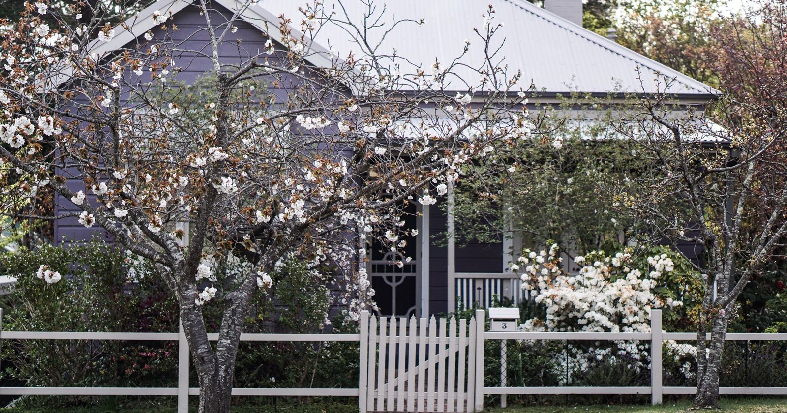 A weatherboard cottage with a corrugated iron roof and a verandah behind a white picket fence, framed by blossoming trees